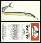 Garfish #39 Sport Fish 1978 Black Cat Carreras Card