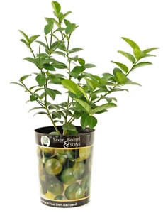 Garden State Bulb Persian Lime Tree, Citrus Live Plant (1 Gallon Potted) - Picture 1 of 9