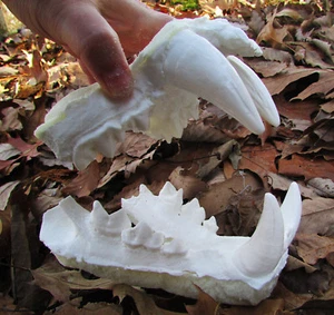 Mascelle di tigre del Bengala maschio denti fusi tassidermia replica plastica - Foto 1 di 6