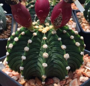 Gymnocalycium friedrichii LB2178  20 SEEDS + PHYTO certificate - Picture 1 of 5