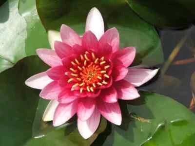 WATER LILY ATRACTION RED TUBER -  Live Pond Plants  SUPER PRICE!!!!!! - Image 1 of 4