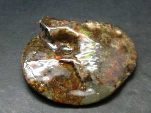 Ammolith Ammollit Fossil aus Alberta Kanada - 2,4 Zoll - 47,82 Gramm - Bild 1 von 4