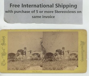 Java Musk Deer Animals Stereoview c1880 - Picture 1 of 1