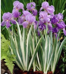 Varigated Iris: Unique And Rare Plant : $72  For 4 Rhizomes - Foto 1 di 4