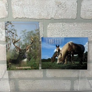 2 Tennessee TN Vintage Postcards Whitetail Deer Belgium Mare Mule Colt Unposted - Picture 1 of 7