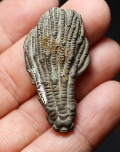 Killer 3D Crinoid Pachylocrinus aequalis from Crawfordsville, Indiana - Picture 1 of 10