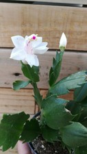 SCHLUMBERGERA TRUNCATA  '' White Christmas '' Epiphytic Cactus 6 cm Cutting 