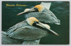 AK Florida Pelicans Pelecanus occidentalis - Marlin T Griffin - Bild 1 von 2