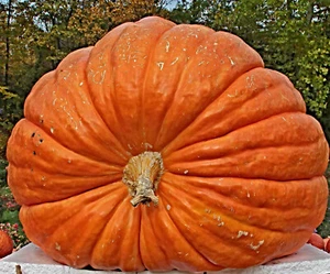 Semillas de calabaza gigante "Atlantic Giant", Cucurbita maxima, récord mundial de calabaza - Imagen 1 de 2