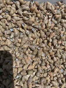 400 Philippine Brown Melissa Shells Mini Seashells 1/4-1/2" Tiny sea shells - Picture 1 of 3