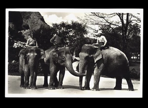ALTE POSTKARTE CARL HAGENBECK'S TIERPARK STELLINGEN-HAMBURG INDISCHE ELEFANTEN - Bild 1 von 1