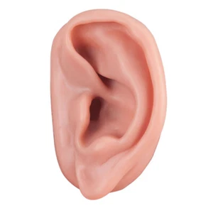3B Scientific SKINlike Realista Oreja Anatómica Izquierda Modelo N15/1L - Imagen 1 de 1