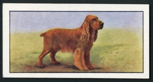 COCKER SPANIEL 1961 BARBERS TEA COLLECTABLE DOG TRADE CARD #19 - Picture 1 of 2