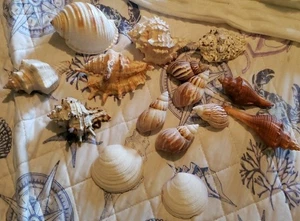 15 Large/Medium Deluxe Sea Shells - Picture 1 of 21