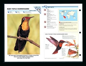Ruby Topaz Hummingbird Wild Life Fact File Bird Animal Card Home School Study - Picture 1 of 1