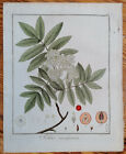 Hayne Originaldruck Koloriert Botanik Vogelbeere Sorbus aucuparia - 1813