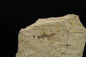 Fossil Insect / Driftwood Canyon, BC, Canada / Eocene Fossil Specimen - Picture 1 of 2