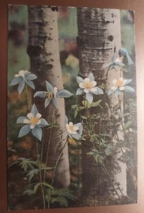 Vintage Postkarte Colorado Columbines - Bild 1 von 2