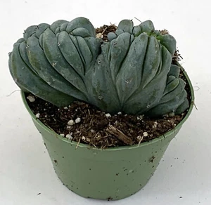 Myrtillocactus geometrizans crestato vaso cm. 6,5 forma crestata - Foto 1 di 8