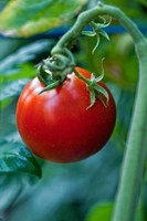 25+ Cal-J Heirloom Tomato Seeds Organically Grown