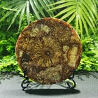 Natural Ammonite Fossil Slice Slate Conch Specimen Quartz Crystal Healing+stand