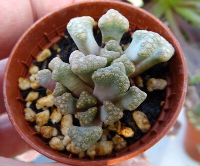 TITANOPSIS HUGO SCHLECHTERI  cactus kakteen  caudex plante grasse succulenten - Photo 1/2