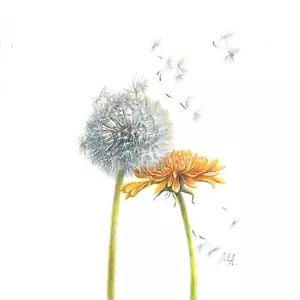 ORIGINAL Watercolour Painting "Two Dandelions” 8” x 8” Flower by Mila Ansell - Picture 1 of 3
