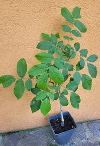 Walnussbaum Juglans regia 80cm aus unserem Biogarten winterharte Pflanze im Topf - Bild 1 von 19