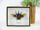 Ein echtes exotisches Insekt - Box 3D Schaukasten - Thai Figthing Beetle offen