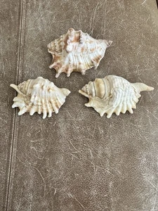 Large Millipede Conch Seashell Lambis Shell Rare Real Beach Home Deco 4"+ - Picture 1 of 8
