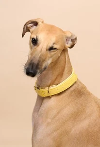 Pooch London Premium Dog Collar Vegan Leather Size Extra Large - Picture 1 of 6