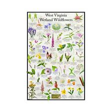 West Virginia Wetland Wildflowers Flower Identification Poster / Flower ID Guide