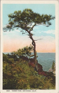 LITHO * San Diego CA Lone Torrey Pine on the Shore early 1900s - Picture 1 of 2