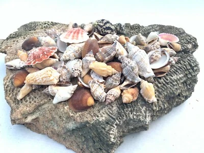 Medium Mixed Seashells Sea Shells Best Price US Seller FREE Ship!  - Image 1 of 4