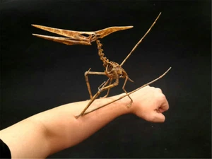 1/10 Modelo Esqueleto Pterosaurio Dinosaurio Animal Decoración Juguetes de Coleccionista - Imagen 1 de 10