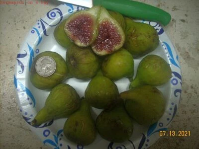 Fig tree cuttings , Adriatic JH ,Large,delicious white fig, Two crops ,6 pcs ! - Image 1 of 4