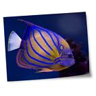 8x10" Prints(No frames) - Tropical Bluering Angelfish Reef Fish  #16055