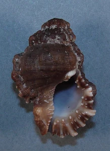 BURSA PUSTULOSA 40,94mm SCHÖNES EXEMPLAR von Conakry, Guinea - Bild 1 von 2