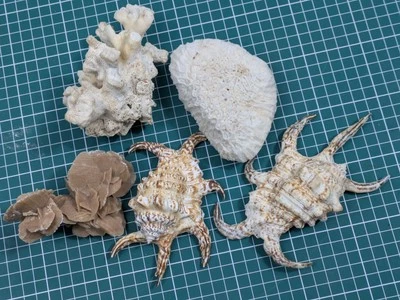 Vintage Shell/Mineral Collection - Desert Rose, Brain Coral, Lambis Chiragra - Image 1 of 4