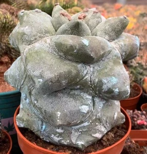 13.8cm LiveSucculent Plant A. coahuilense “KIKKO” Self Rooted WYSIWYG Boutique - Picture 1 of 4