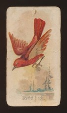 1907 E30 Philadelphia Caramel Co -ZOO CARDS (Song Birds)-SCARLET FINCH