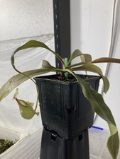 Nepenthes Vik X Raff