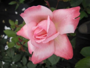 Edelrose - Rosa Arioso ® - Teehybride - Duftrose der Provence - Duft++++ - Meill - Bild 1 von 1