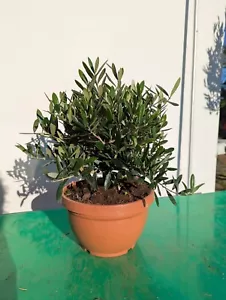 Olea europaea 40–55cm Olivenbaum Mini-Stamm mediterrane Pflanze pflegeleicht - Bild 1 von 6