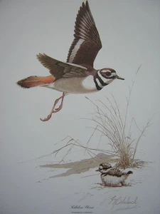 Guy Coheleach Killdeer Plover Signed Limited Edition Wildlife Art Print - Picture 1 of 1