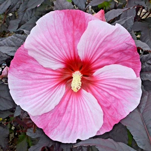 25 SEMILLAS DE HIBISCO NOCHE ESTRELLADA - Hibisco 'Noche estrellada estrellada' - Imagen 1 de 4