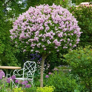 Syringa Meyeri Palibin Dwarf Korean Lilac - XXL 3Lt Pot Flowering Tree Shrub - Picture 1 of 15
