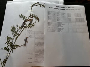 Herbarium mit 16 Pflanzen: 4xLippen-, 4xSchmetterling-, 4xKreuz-& 4xKorbblüter - Bild 1 von 19