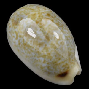 CYPRAEA (Erronea) ERRONES (Ille des Pins, New Caledonia) 19.4mm #29011 - Picture 1 of 4