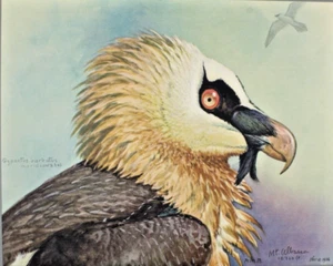1926-30 Pubblicazione Speciale Luigi Fuertes Avvoltoio Barbuto Stampa Uccellini Abissini - Foto 1 di 8